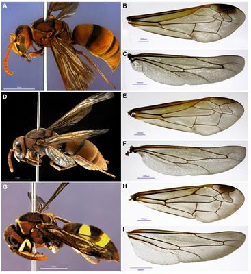 Species morphospace boundary revisited through wing phenotypic variations of Antodynerus species (Hymenoptera: Vespidae: Eumeninae) from the Indian subcontinent